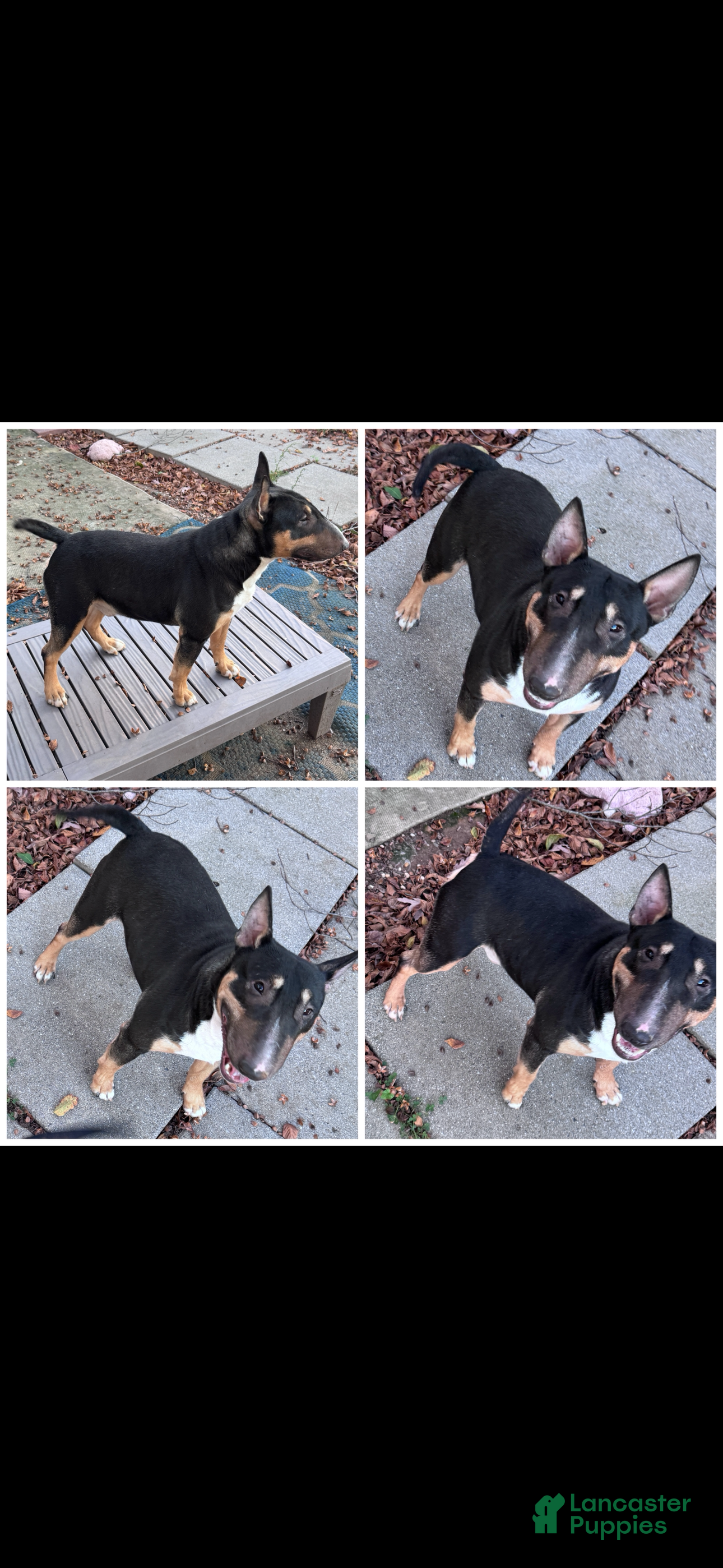 Miniature Bull Terrier dogs Spike - Ad 1