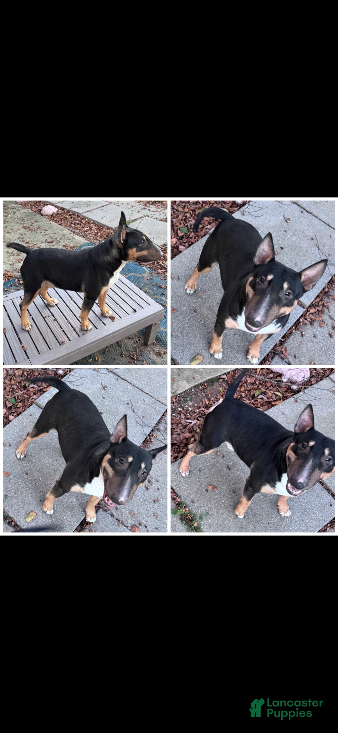 Miniature Bull Terrier dogs for sale: Spike - Ad 1