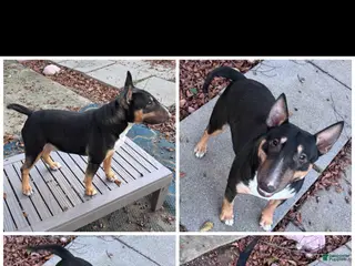 Miniature Bull Terrier dogs for sale: Spike - Ad 2