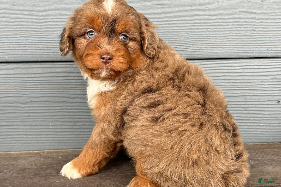 Cavapoo dogs Fatty - Ad 19