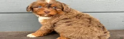 Cavapoo dogs for sale: Fatty - Ad 1