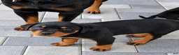 Rottweiler dogs for sale: Rottweiler champion AKC - Ad 1