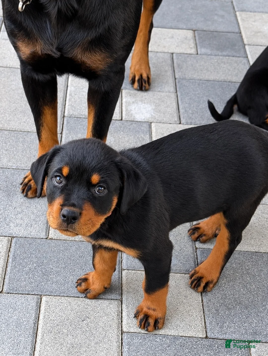 Rottweiler dogs for sale: Rottweiler champion AKC - Ad 1