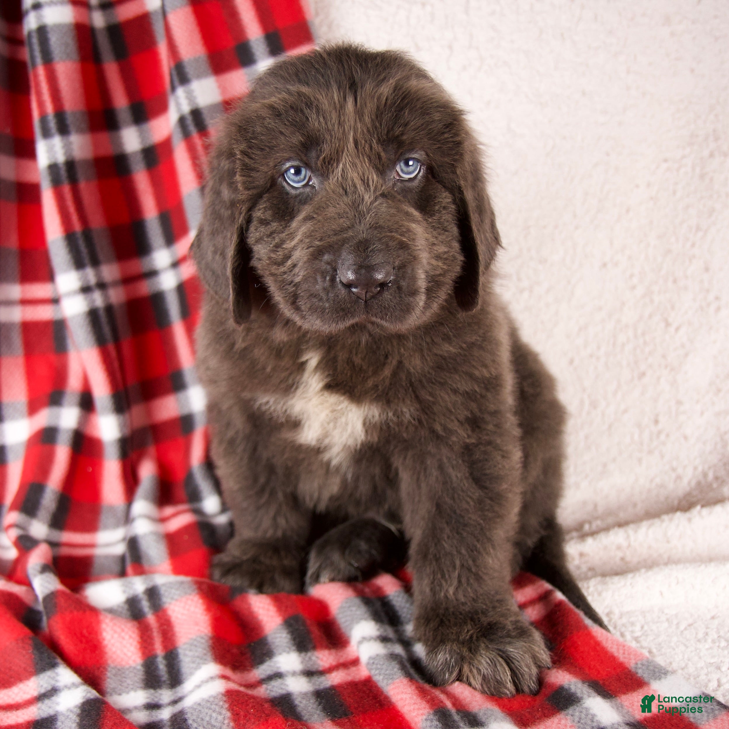 Newfoundland dogs Harley - Ad 28