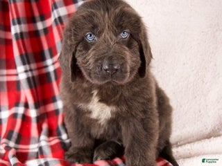 Newfoundland dogs Harley - Ad 29