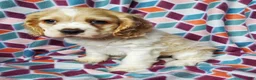 Cocker Spaniel dogs for sale: Tucker - Ad 6