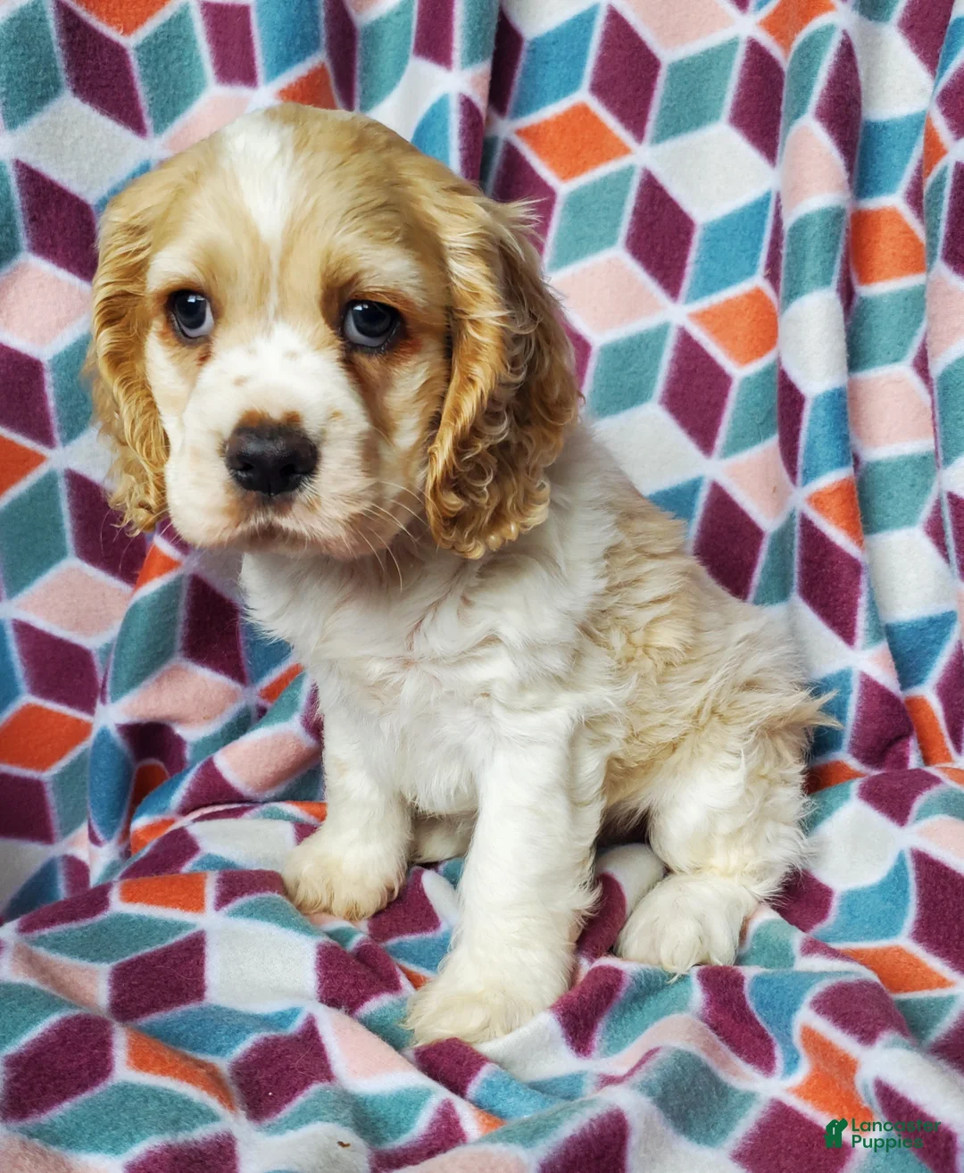 Cocker Spaniel dogs for sale: Tucker - Ad 6