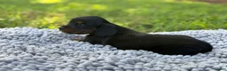 Miniature Dachshund dogs for sale: Black girl - Ad 5