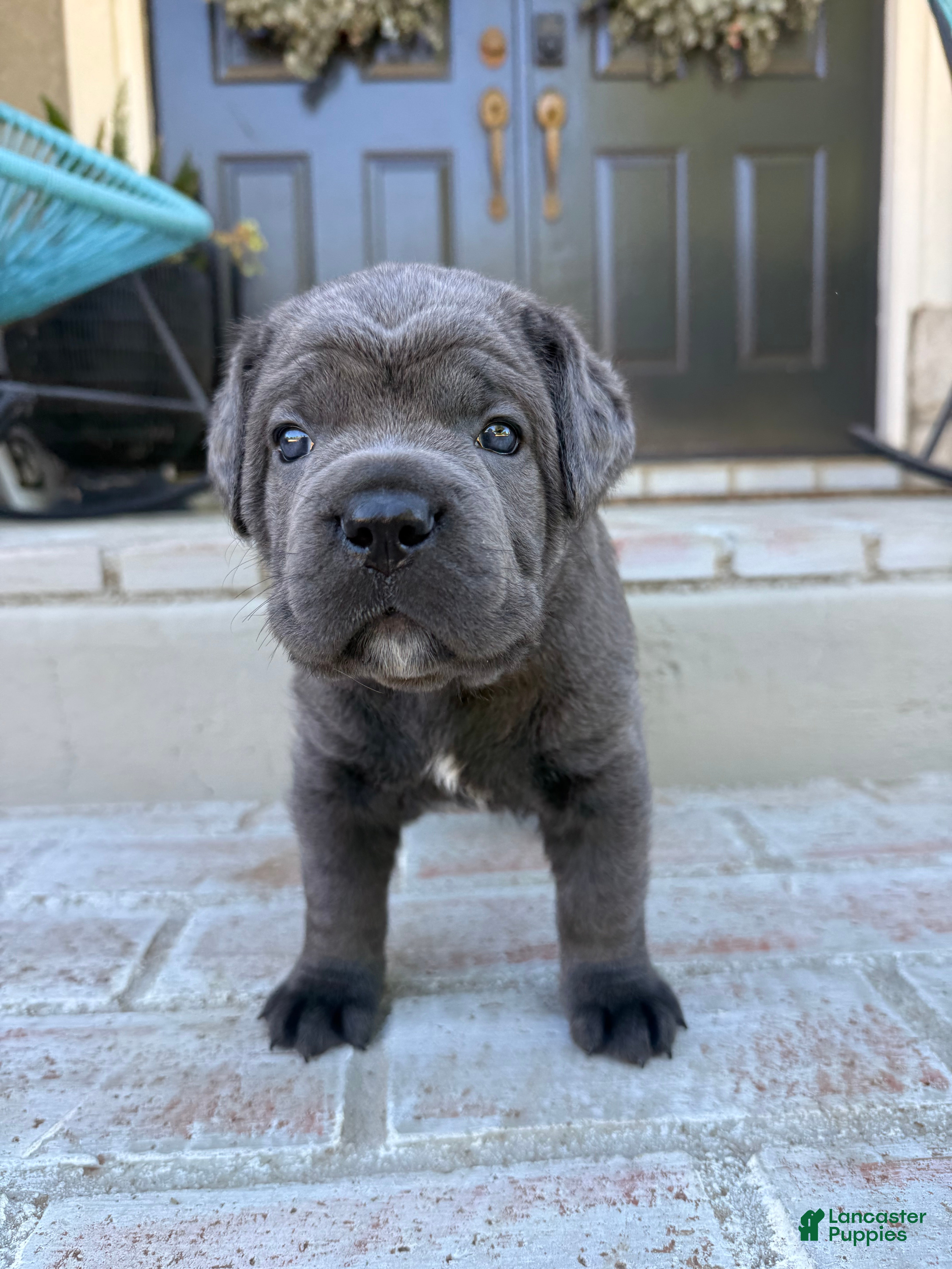 Cane Corso dogs Cane Corso pink collar - Ad 27