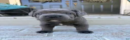 Cane Corso dogs for sale: Cane Corso pink collar - Ad 1
