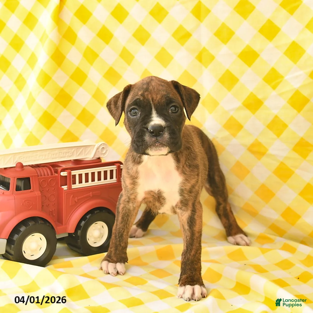Boxer dogs for sale: Jewel  - Ad 5