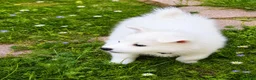 American Eskimo dogs for sale: American Eskimo Puppy 2 - Ad 2