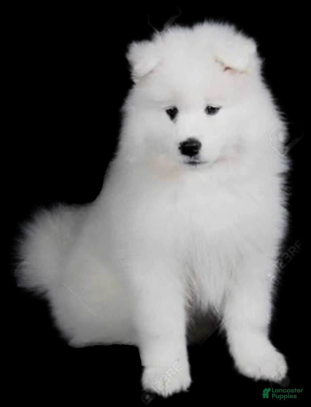 Samoyed dogs Redz - Ad 14
