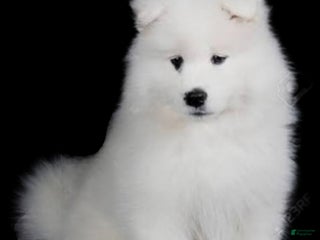 Samoyed dogs Redz - Ad 4