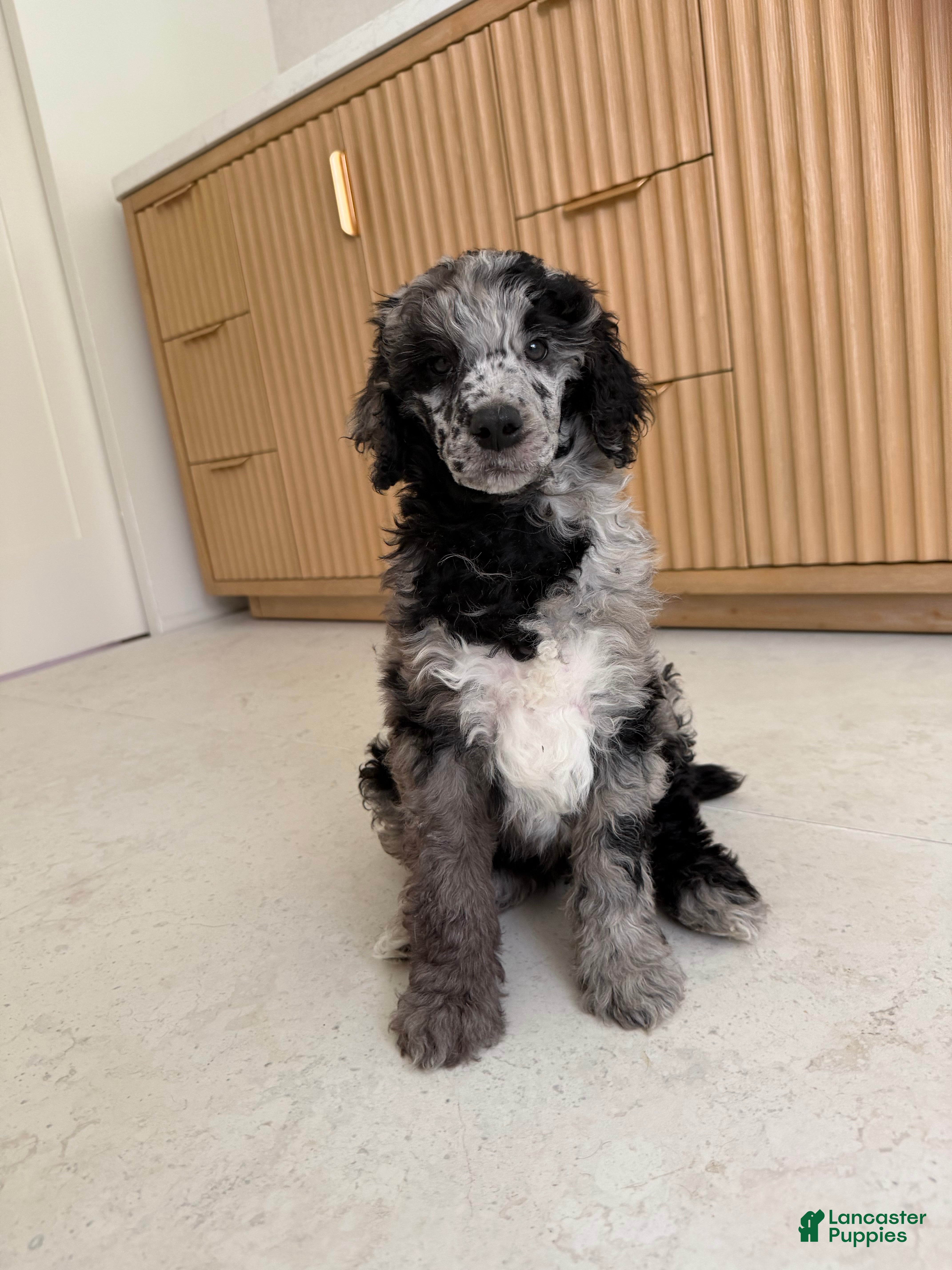 Miniature Poodle dogs Bluejay  - Ad 2