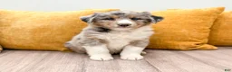 Australian Shepherd dogs for sale: Dusty - Ad 1