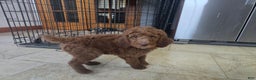 Standard Poodle dogs for sale: Theo - Ad 2