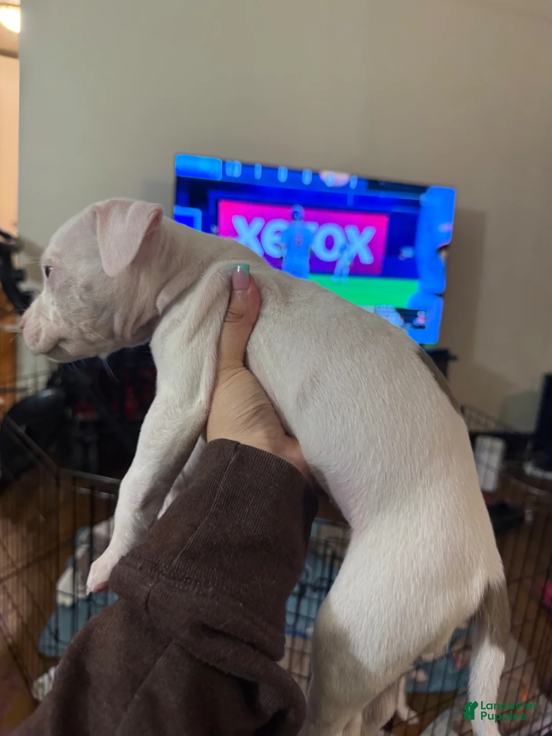American Bully dogs for sale: American Bully Puppy 2 - Ad 2