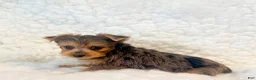 Yorkshire Terrier dogs for sale: Yo-yo tiny toy - Ad 3