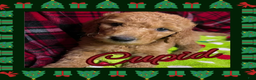 Goldendoodle dogs for sale: Cupid - Ad 9