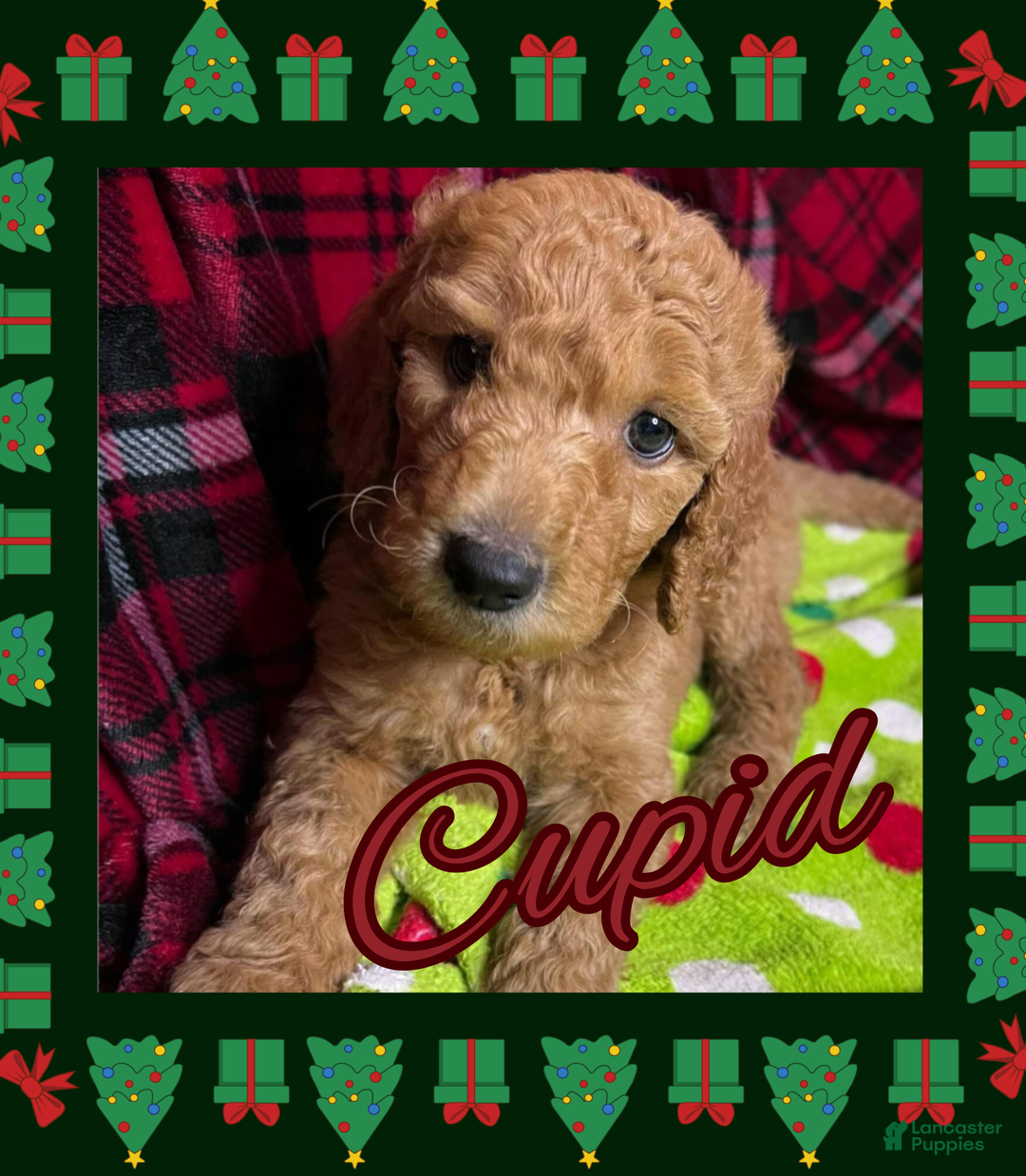 Goldendoodle dogs for sale: Cupid - Ad 9