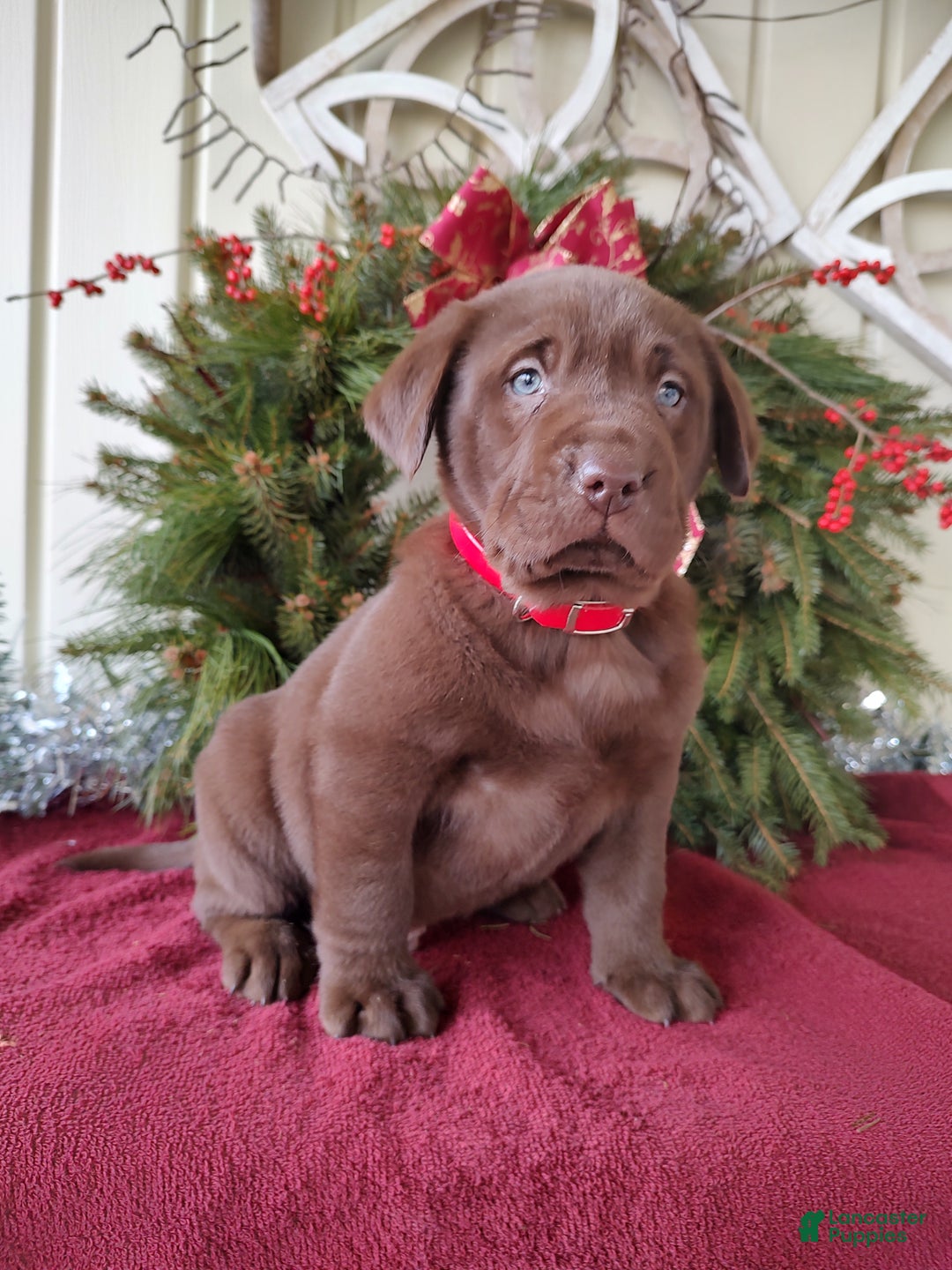 Labrador Retriever dogs for sale: Nash - Ad 5