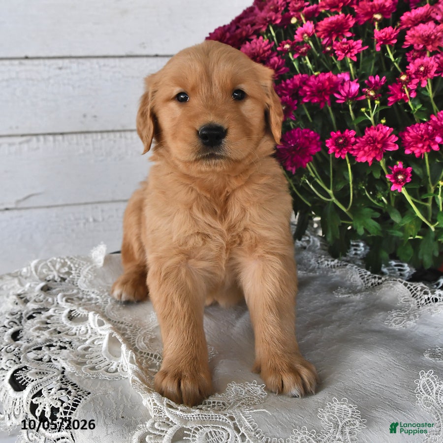 Golden Retriever dogs Rusty - Ad 2