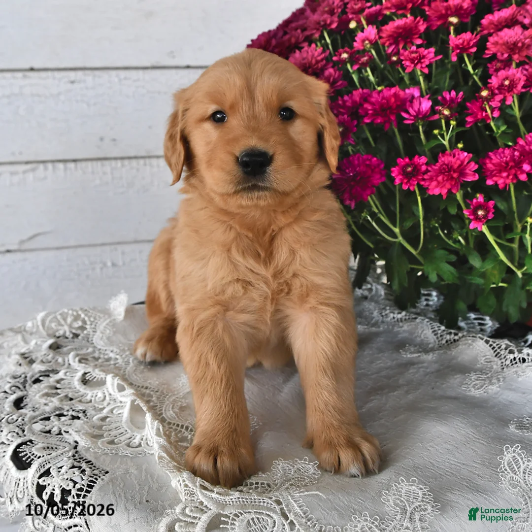 Golden Retriever dogs for sale: Rusty - Ad 2