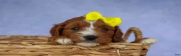 Cavapoo dogs for sale: Milo 💙🦴 - Ad 10