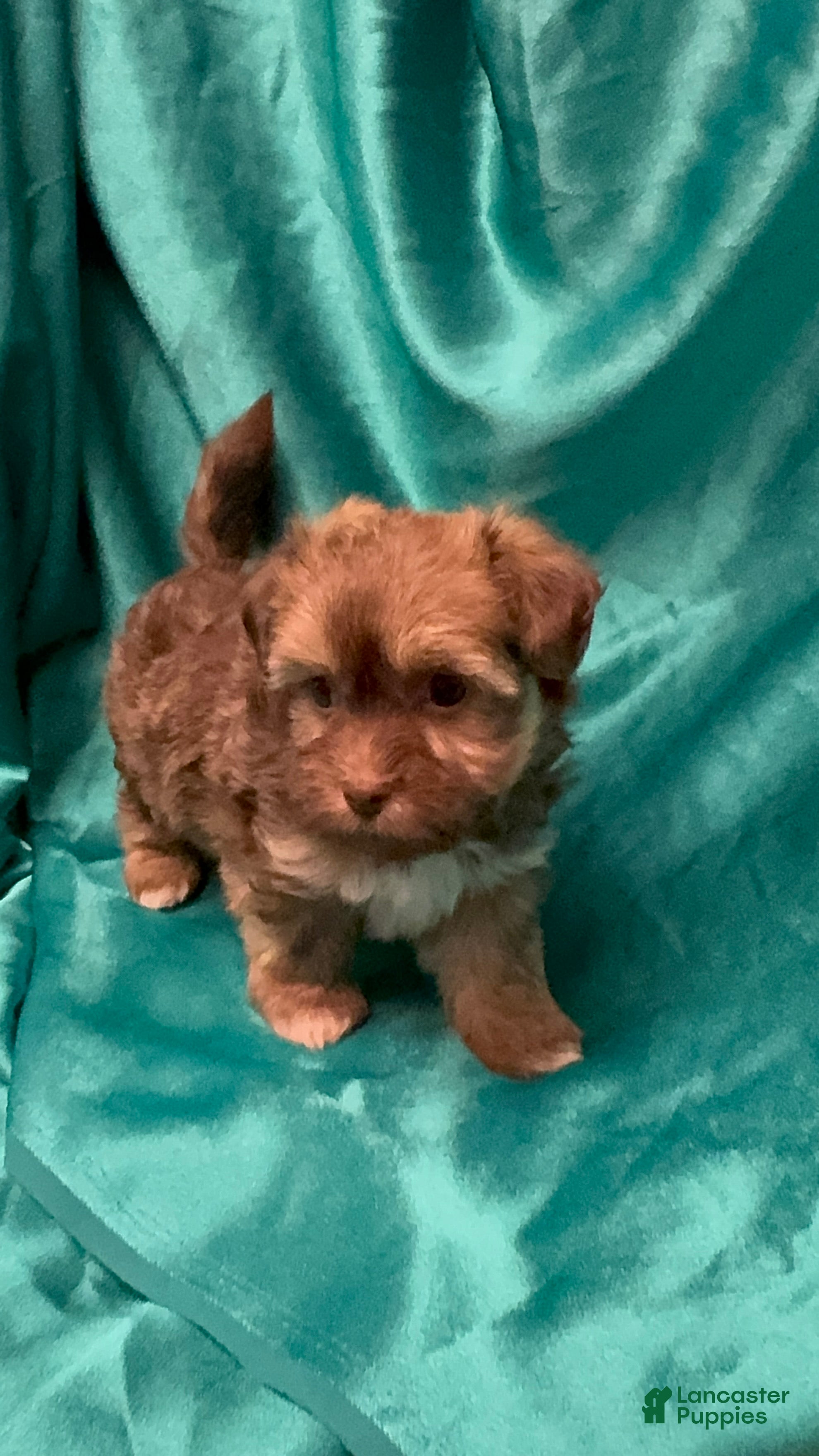 Havanese dogs Derek - Ad 1