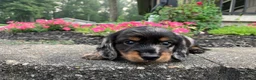 Miniature Dachshund dogs for sale: AKC-Jewel - Ad 6