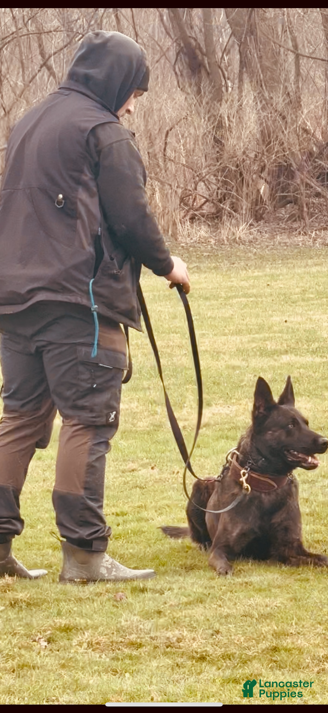 Mixed Breed dogs for sale: Red Collar- Female Fawn - Ad 10