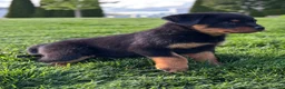Rottweiler dogs for sale: Rottweiler Puppy 2 - Ad 3