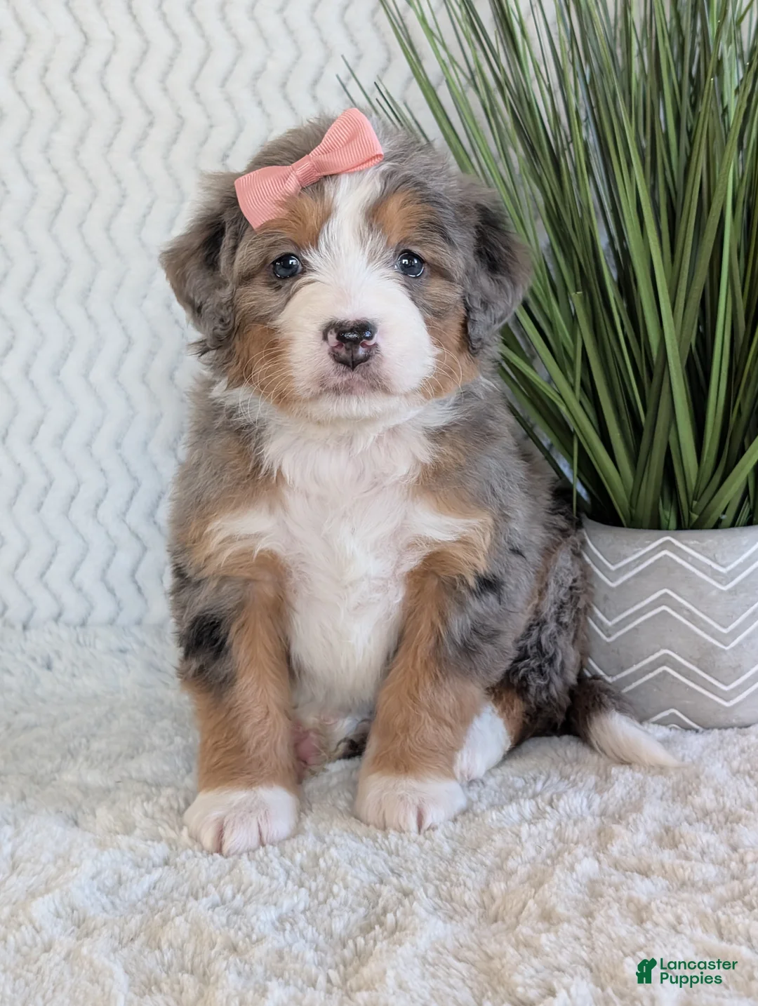 Mini Bernedoodle dogs for sale: Mini Indy  - Ad 25