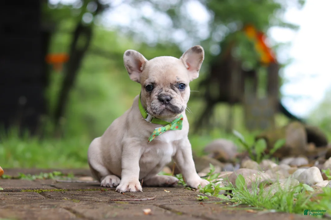 French Bulldog dogs for sale: Ace - Ad 1