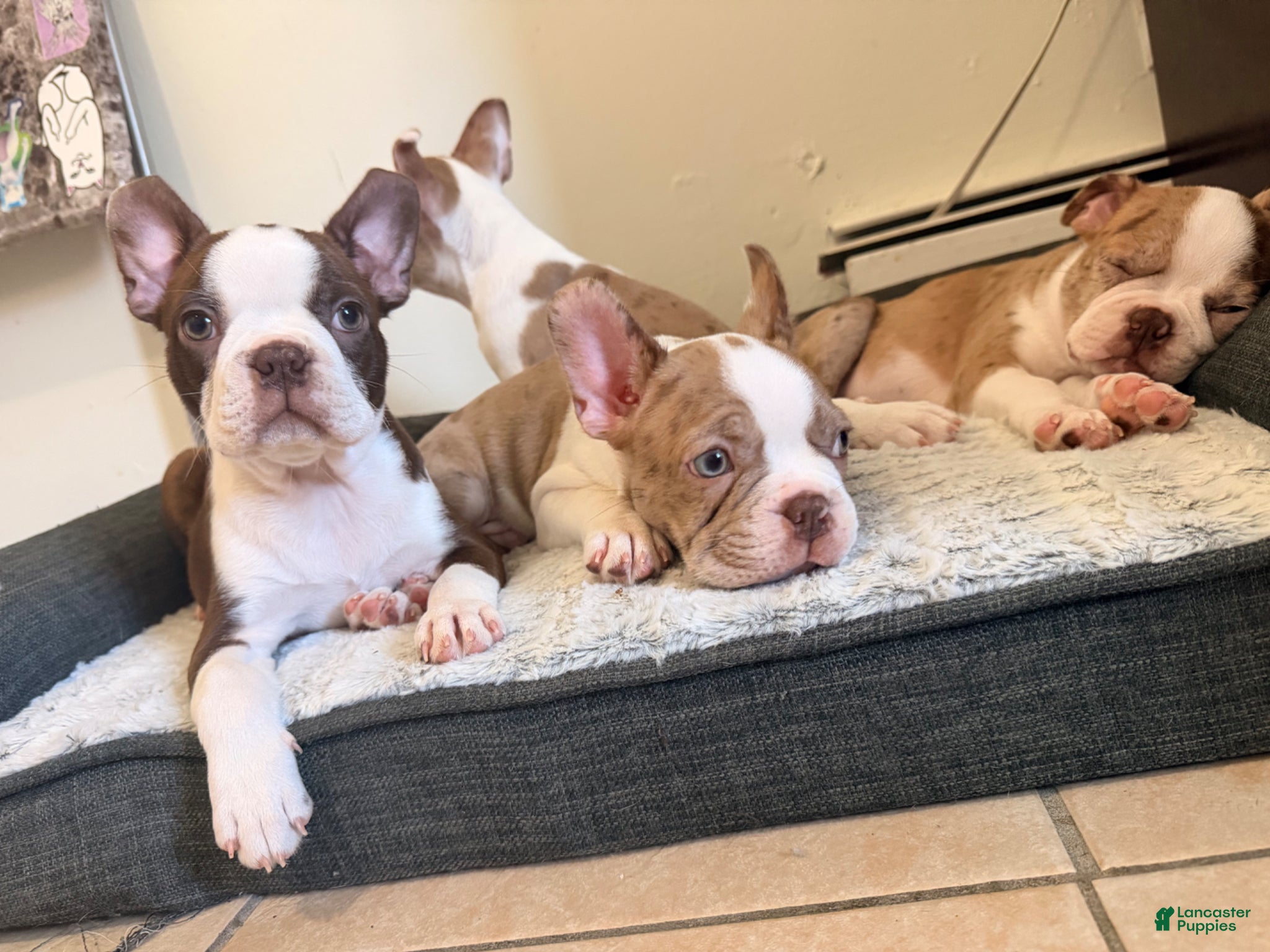 Boston Terrier dogs Roscoe - Ad 2