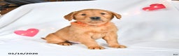 Golden Retriever dogs for sale: Maverick - Ad 4