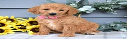 Standard Poodle dogs for sale: Roxanne - Ad 2