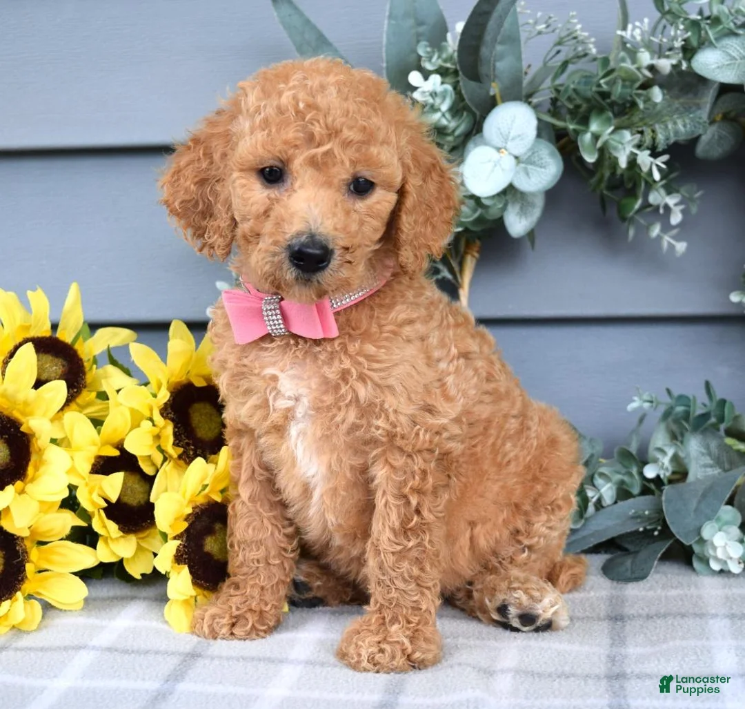 Standard Poodle dogs for sale: Roxanne - Ad 2