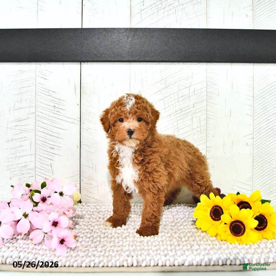 Miniature Poodle dogs Ronnie - Ad 2