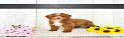 Miniature Poodle dogs for sale: Ronnie - Ad 2