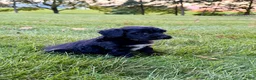 Portuguese Water Dog dogs for sale: Oscar - Ad 3