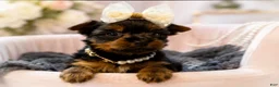 Yorkshire Terrier dogs for sale: Cricket 1lb on 8/28 - Ad 2