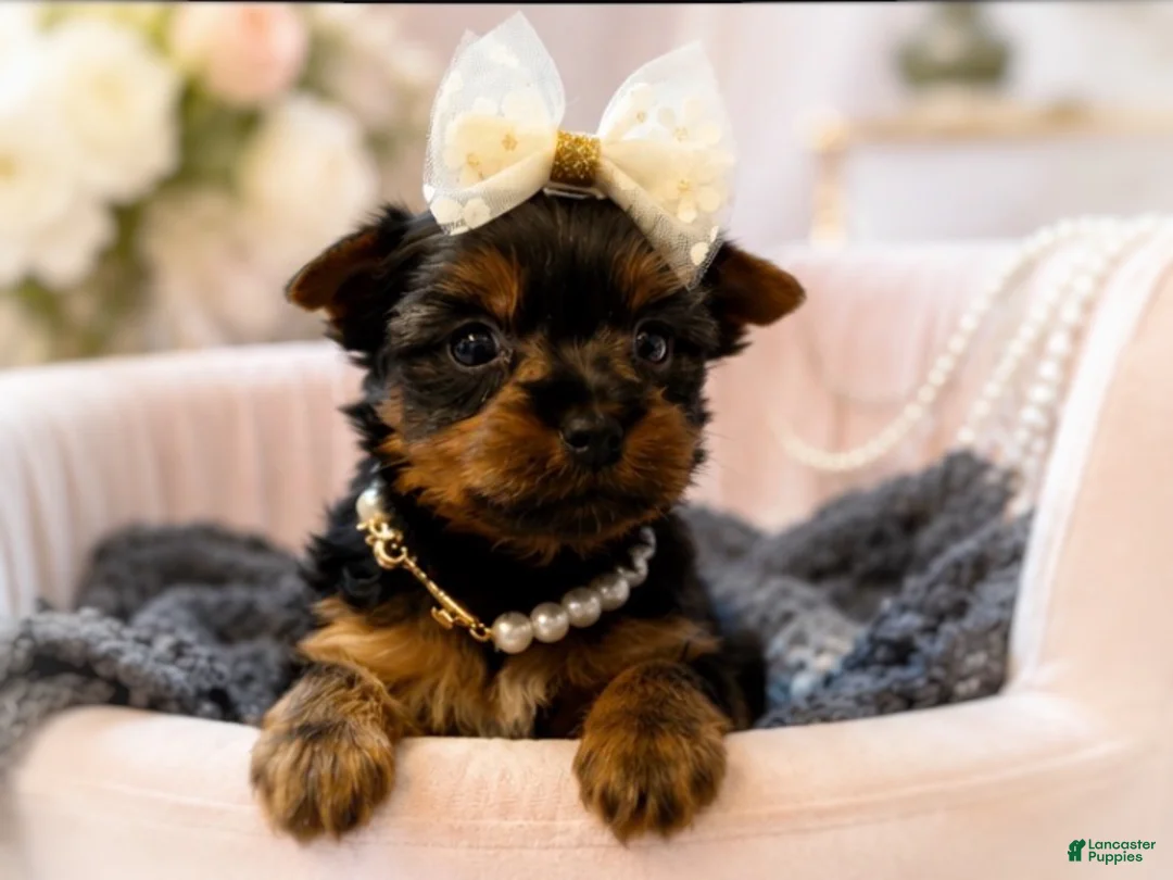 Yorkshire Terrier dogs for sale: Cricket 1lb on 8/28 - Ad 2