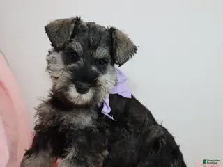 Miniature Schnauzer dogs for sale: Rayne | Miniature Schnauzer - Ad 2