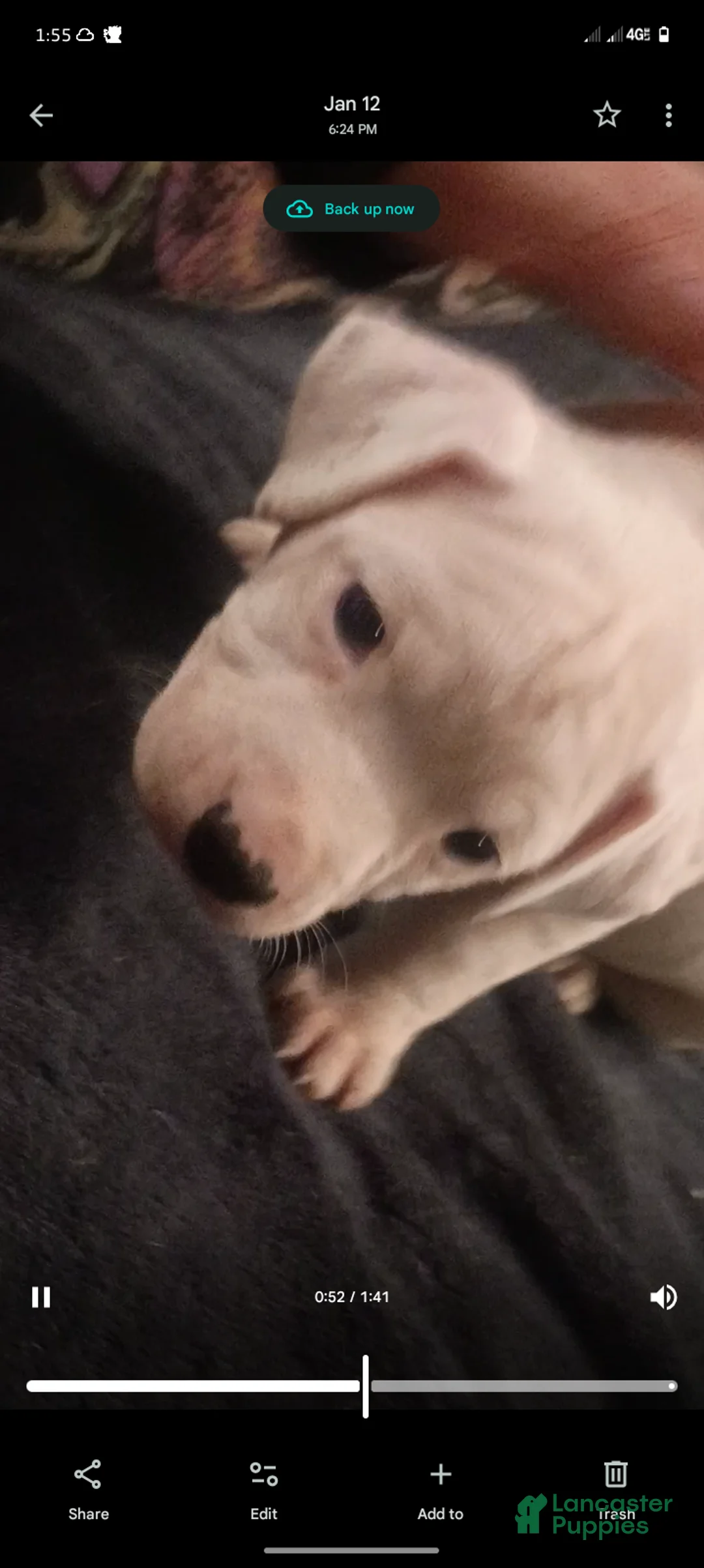 American Staffordshire Terrier dogs for sale: American Staffordshire Terrier Puppy 6 - Ad 15