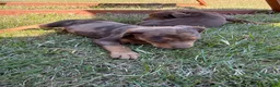 Catahoula Leopard Dog dogs for sale: Carrie - Ad 6