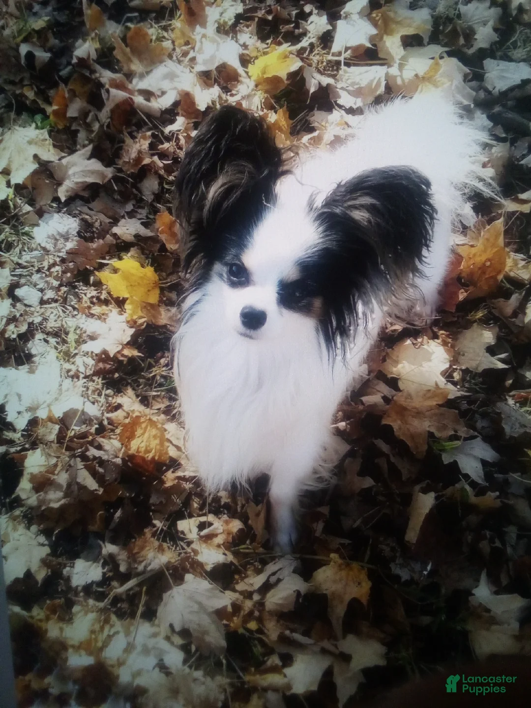 Papillon dogs for sale: Gwennie - Ad 10