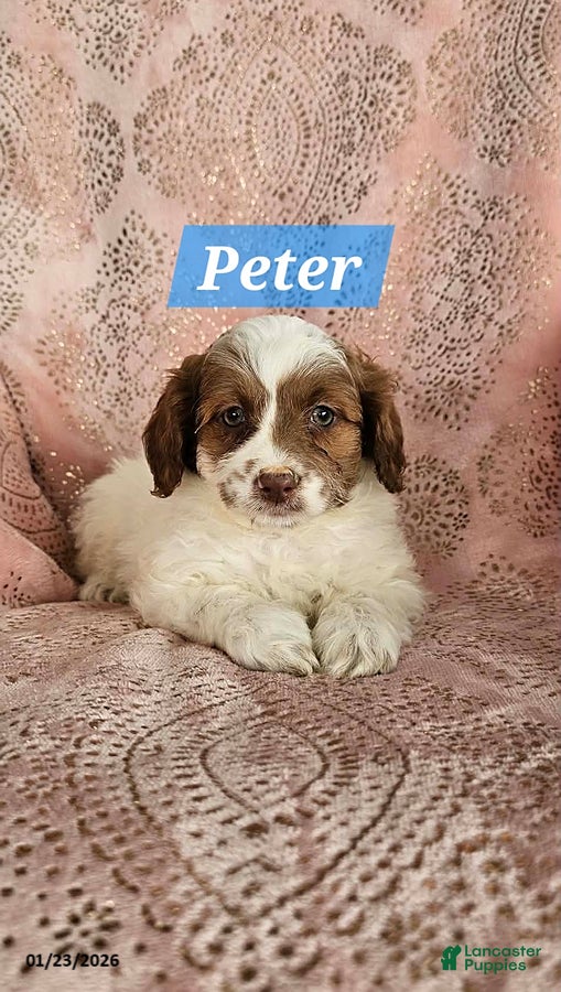Shihpoo dogs for sale: Peter - Ad 3