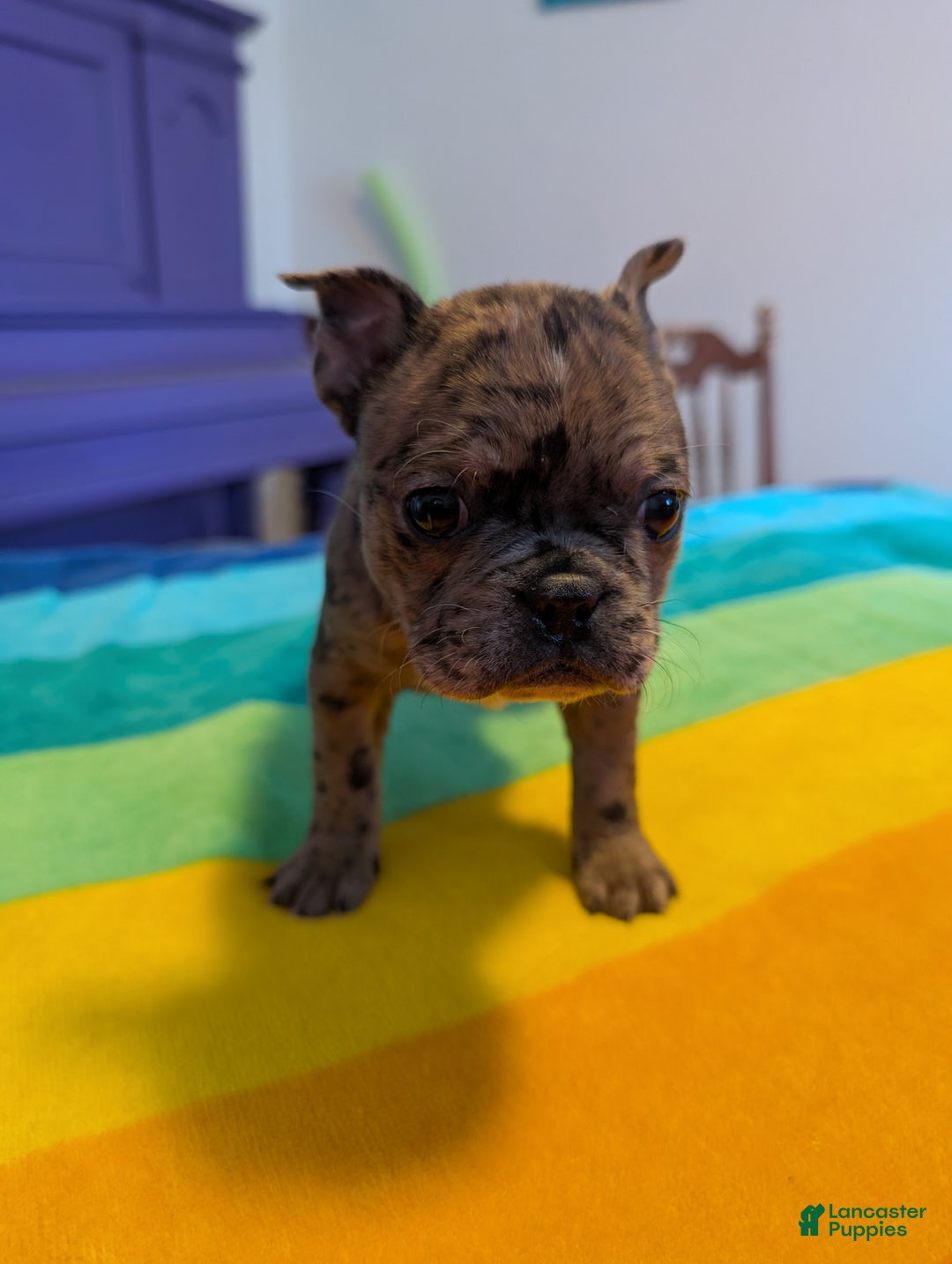 Frenchton dogs for sale: Jesse - Ad 4